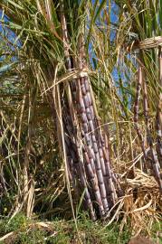 Fotografia da espécie Saccharum officinarum