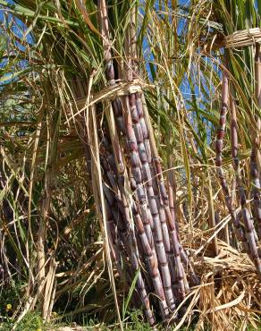 Fotografia 12 da espécie Saccharum officinarum no Jardim Botânico UTAD