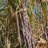 Fotografia 12 da espécie Saccharum officinarum do Jardim Botânico UTAD