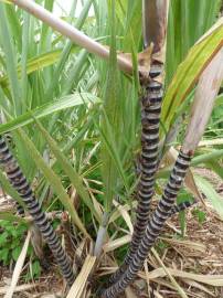 Fotografia da espécie Saccharum officinarum