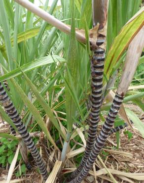 Fotografia 13 da espécie Saccharum officinarum no Jardim Botânico UTAD