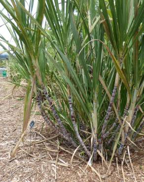 Fotografia 14 da espécie Saccharum officinarum no Jardim Botânico UTAD