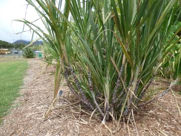 Fotografia da espécie Saccharum officinarum