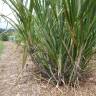 Fotografia 14 da espécie Saccharum officinarum do Jardim Botânico UTAD