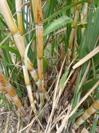 Fotografia da espécie Saccharum officinarum