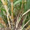 Fotografia 15 da espécie Saccharum officinarum do Jardim Botânico UTAD