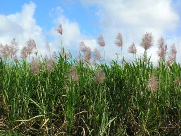 Fotografia da espécie Saccharum officinarum