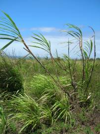 Fotografia da espécie Saccharum officinarum