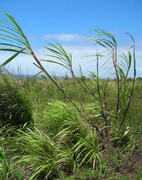 Fotografia 17 da espécie Saccharum officinarum no Jardim Botânico UTAD