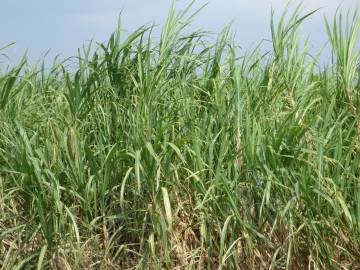 Fotografia da espécie Saccharum officinarum