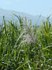 Fotografia da espécie Saccharum officinarum