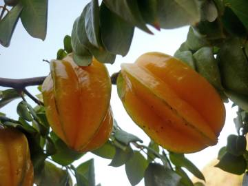 Fotografia da espécie Averrhoa carambola