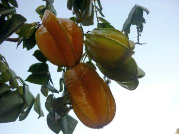 Fotografia da espécie Averrhoa carambola