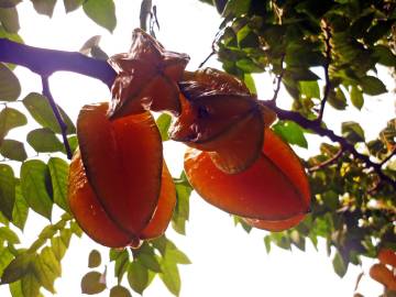 Fotografia da espécie Averrhoa carambola