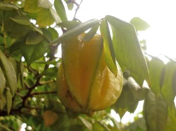 Fotografia da espécie Averrhoa carambola