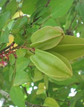 Fotografia 5 da espécie Averrhoa carambola no Jardim Botânico UTAD