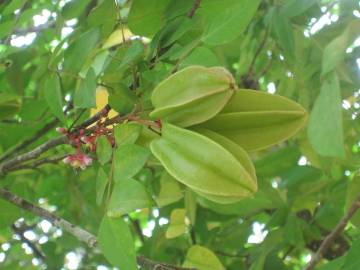 Fotografia da espécie Averrhoa carambola