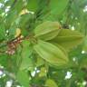 Fotografia 5 da espécie Averrhoa carambola do Jardim Botânico UTAD