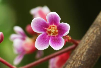 Fotografia da espécie Averrhoa carambola