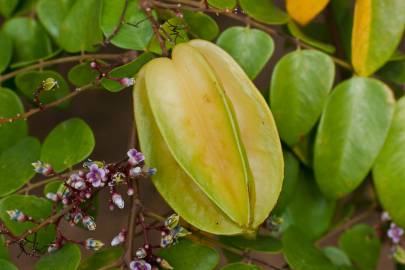 Fotografia da espécie Averrhoa carambola