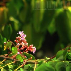 Fotografia da espécie Averrhoa carambola