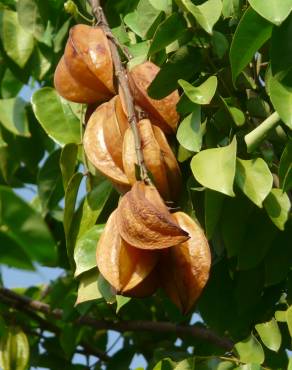 Fotografia 9 da espécie Averrhoa carambola no Jardim Botânico UTAD