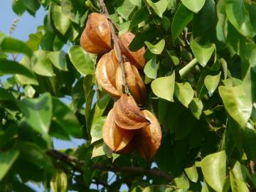 Fotografia da espécie Averrhoa carambola