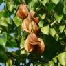 Fotografia 9 da espécie Averrhoa carambola do Jardim Botânico UTAD