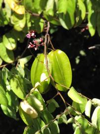 Fotografia da espécie Averrhoa carambola