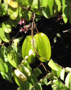 Fotografia 10 da espécie Averrhoa carambola no Jardim Botânico UTAD