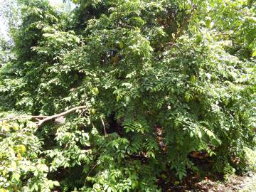 Fotografia da espécie Averrhoa carambola