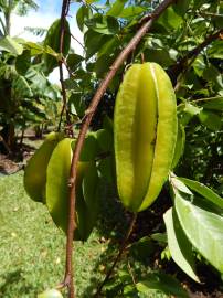 Fotografia da espécie Averrhoa carambola