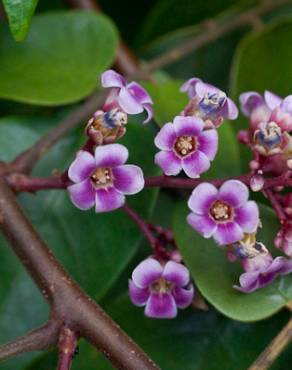 Fotografia 16 da espécie Averrhoa carambola no Jardim Botânico UTAD