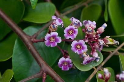 Fotografia da espécie Averrhoa carambola