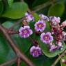 Fotografia 16 da espécie Averrhoa carambola do Jardim Botânico UTAD