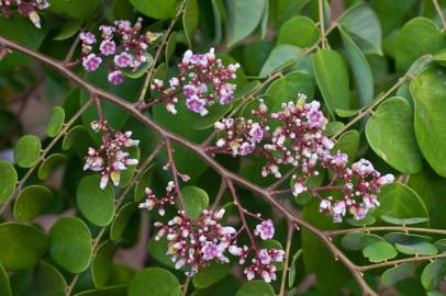 Fotografia da espécie Averrhoa carambola