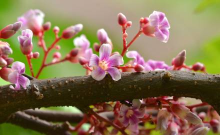 Fotografia da espécie Averrhoa carambola