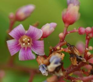 Fotografia da espécie Averrhoa carambola