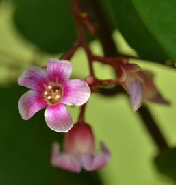 Fotografia da espécie Averrhoa carambola