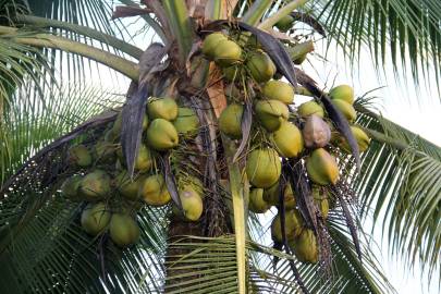 Fotografia da espécie Cocos nucifera