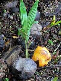 Fotografia da espécie Cocos nucifera