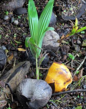 Fotografia 3 da espécie Cocos nucifera no Jardim Botânico UTAD