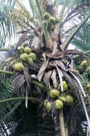 Fotografia da espécie Cocos nucifera