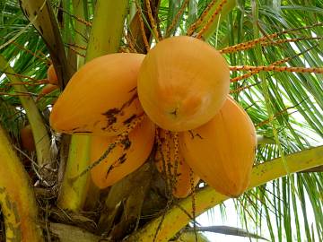 Fotografia da espécie Cocos nucifera