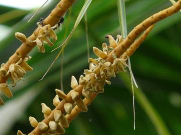 Fotografia da espécie Cocos nucifera