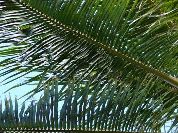 Fotografia da espécie Cocos nucifera