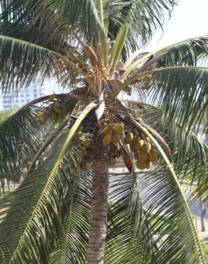 Fotografia 9 da espécie Cocos nucifera no Jardim Botânico UTAD