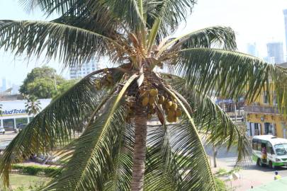 Fotografia da espécie Cocos nucifera