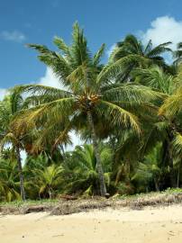 Fotografia da espécie Cocos nucifera