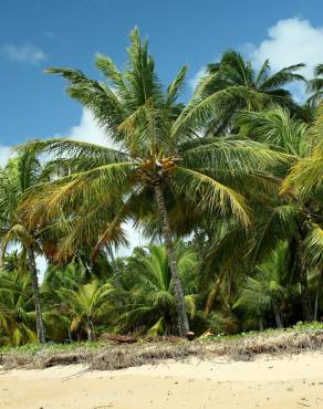 Fotografia 11 da espécie Cocos nucifera no Jardim Botânico UTAD